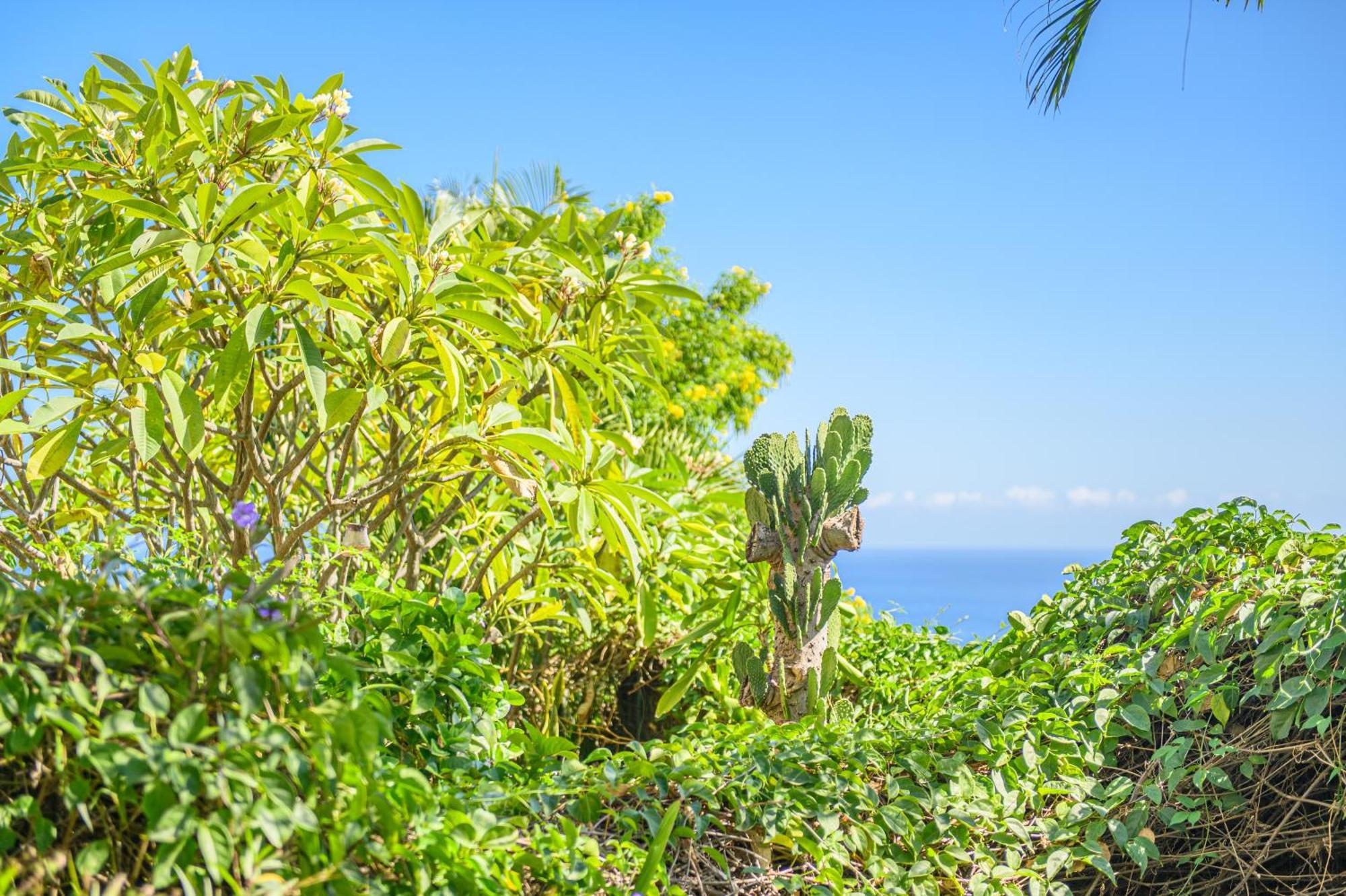 Le Jardin Des Tuit Tuit * Vue Mer * Cozy سان لوي المظهر الخارجي الصورة