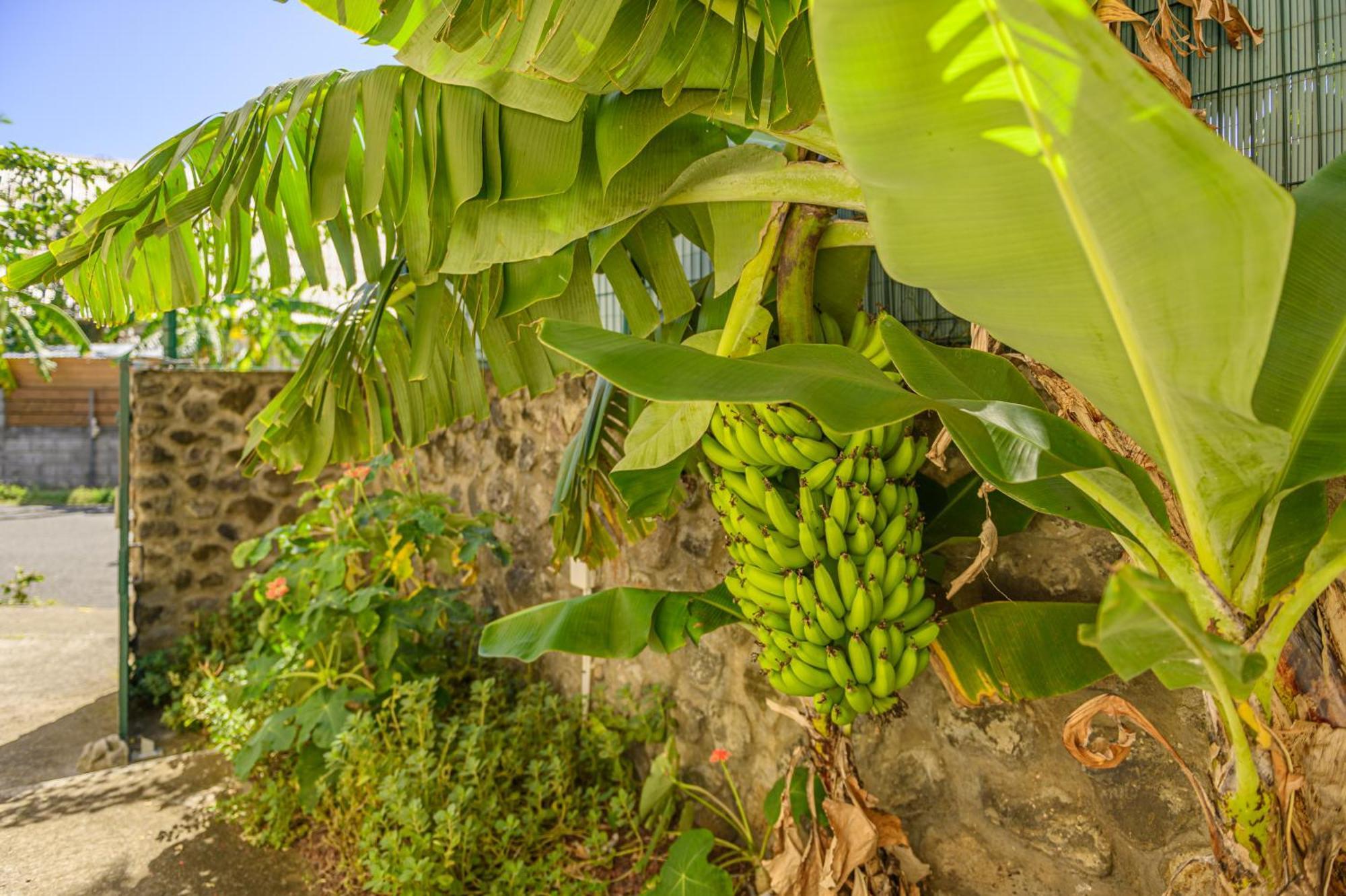 Le Jardin Des Tuit Tuit * Vue Mer * Cozy سان لوي المظهر الخارجي الصورة